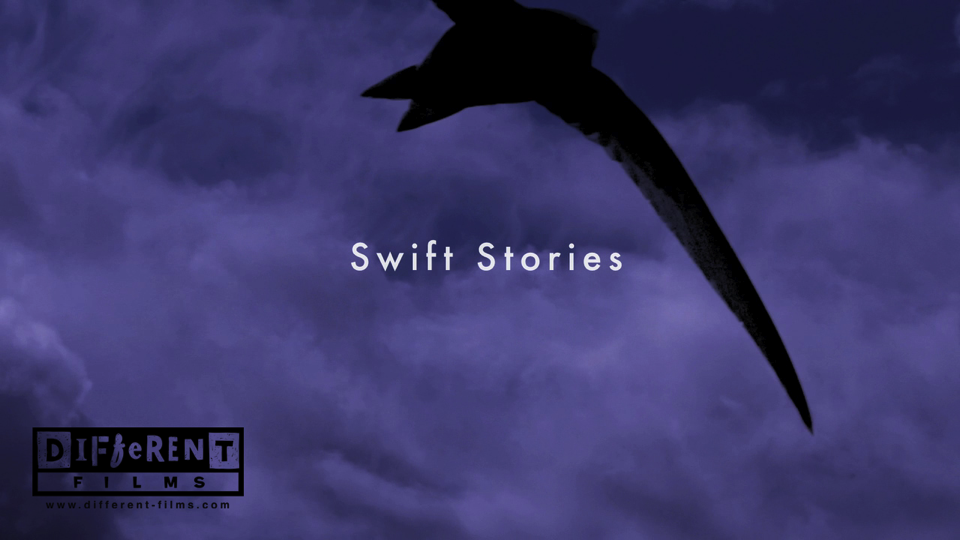 swifts holding 2